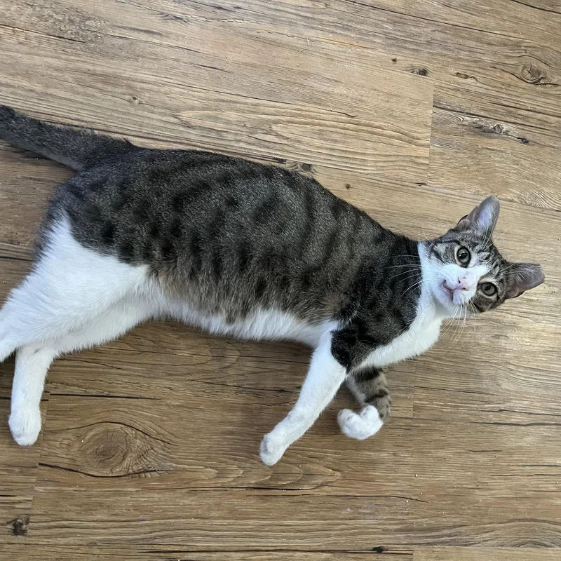 An adult medium-sized male Tabby (Buff / Tan / Fawn) Domestic Short Hair cat named Gilligan for adoption in Hammond, LA