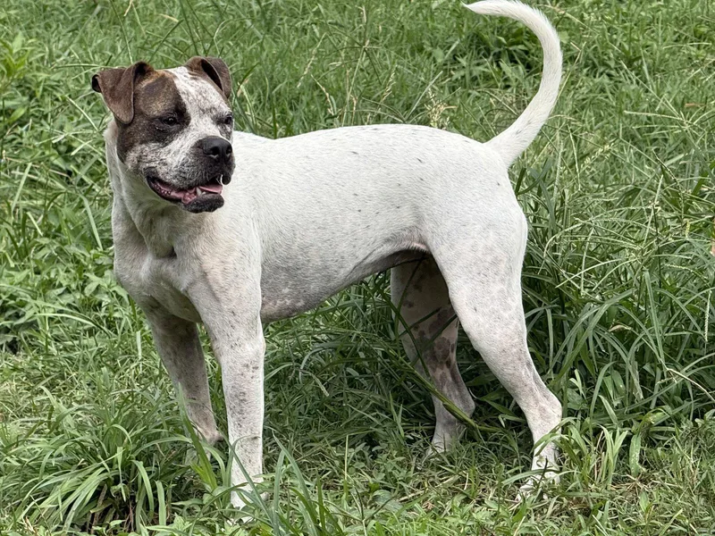 A young medium-sized female Boxer dog named June Carter for adoption in Nashville, TN