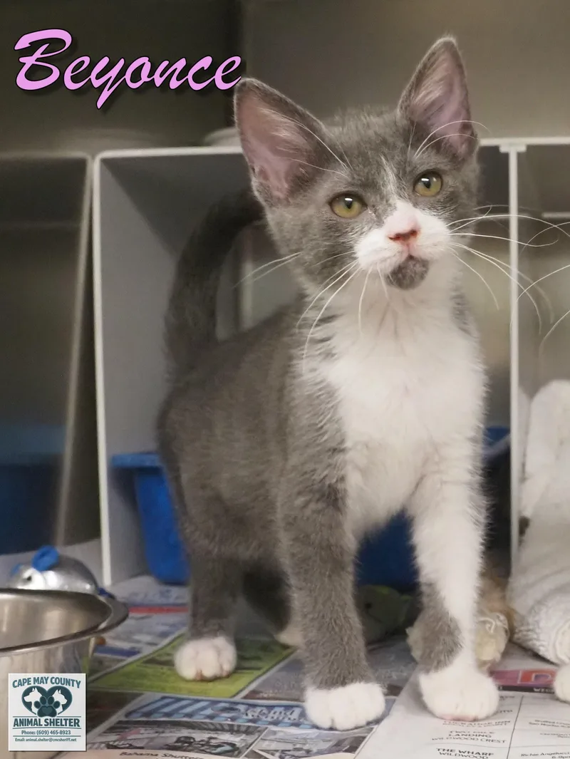 A young medium-sized male Domestic Short Hair cat named Beyonce & Billy for adoption in Cape May Court House, NJ