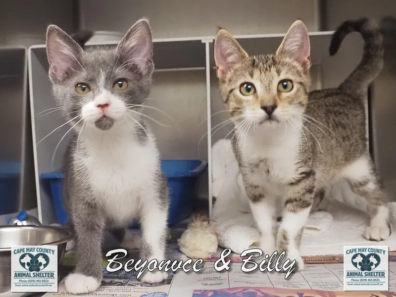 Beyonce & Billy thumbnail 3