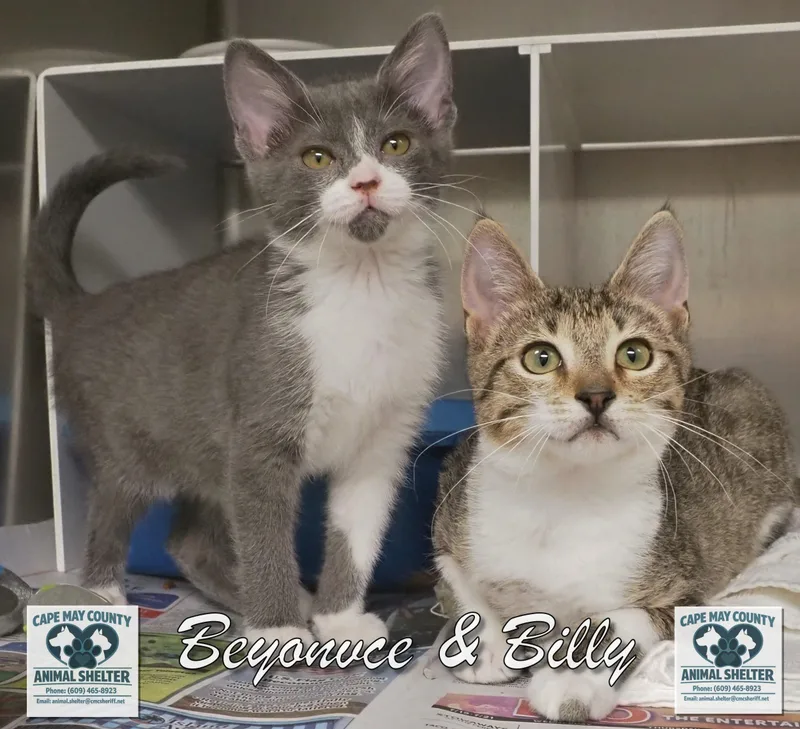 Beyonce & Billy thumbnail 6