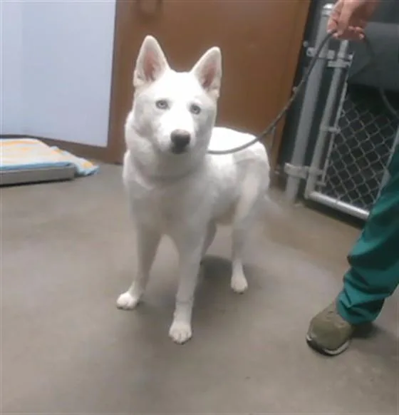 A young large-sized female American Eskimo Dog dog named Snow Cone for adoption in Phoenix, AZ