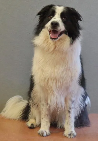 An adult medium-sized female Border Collie dog named Mango for adoption in Rapid City, SD