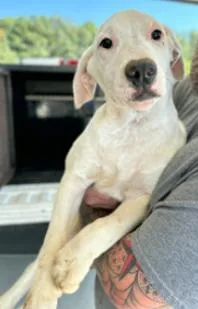 A young medium-sized female Mixed Breed dog named Kisses for adoption in Appleton, WI
