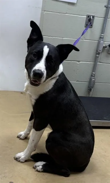 An adult large-sized male Border Collie dog named Kash for adoption in Minneapolis, MN
