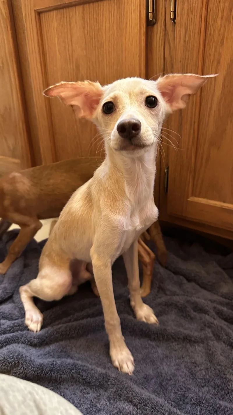 A baby small-sized male Chihuahua dog named Huey for adoption in Crystal Lake, IL