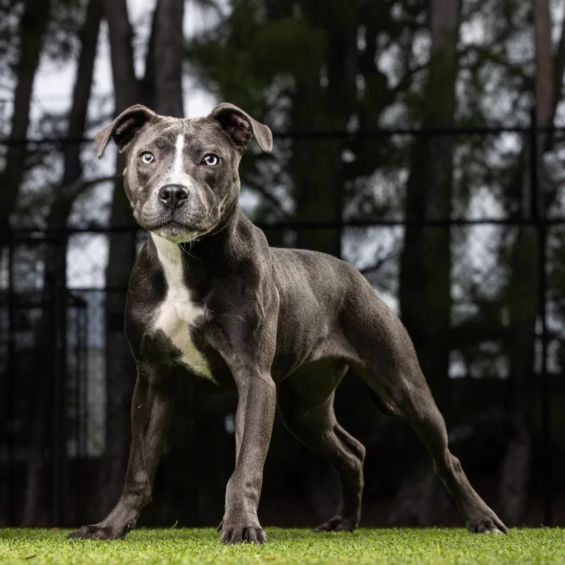 A young medium-sized female Gray / Blue / Silver Mixed Breed dog named Glenda for adoption in Jupiter, FL