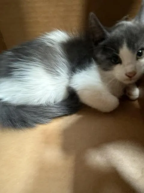 Kesler thumbnail 2