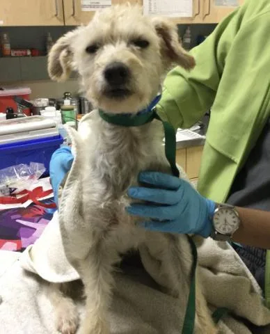 A young small-sized male Poodle dog named Squidward for adoption in Riverside, CA