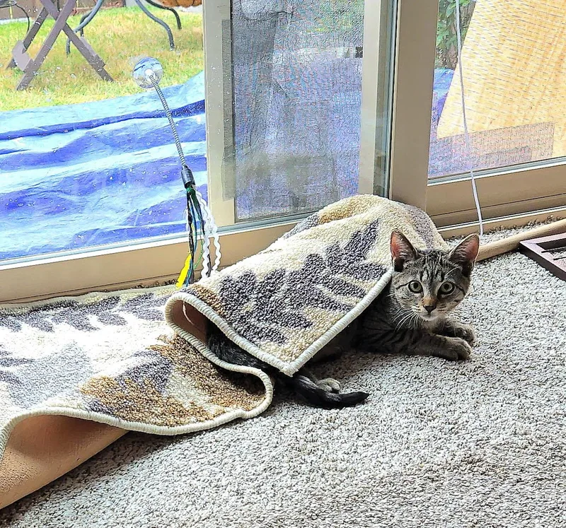 A baby medium-sized female Tabby (Brown / Chocolate) Domestic Short Hair cat named Ruby for adoption in Arlington, WA