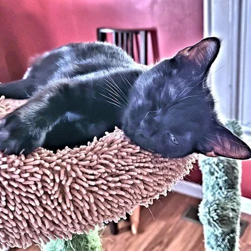 A baby medium-sized male Black Domestic Short Hair cat named ViVi for adoption in Rutherfordton, NC