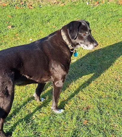 A senior medium-sized female Tricolor (Brown, Black, & White) Labrador Retriever dog named Rickie for adoption in Clinton, ME