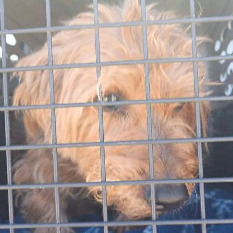A senior small-sized male Merle (Blue) Yorkshire Terrier dog named Jon Paul for adoption in Marana, AZ