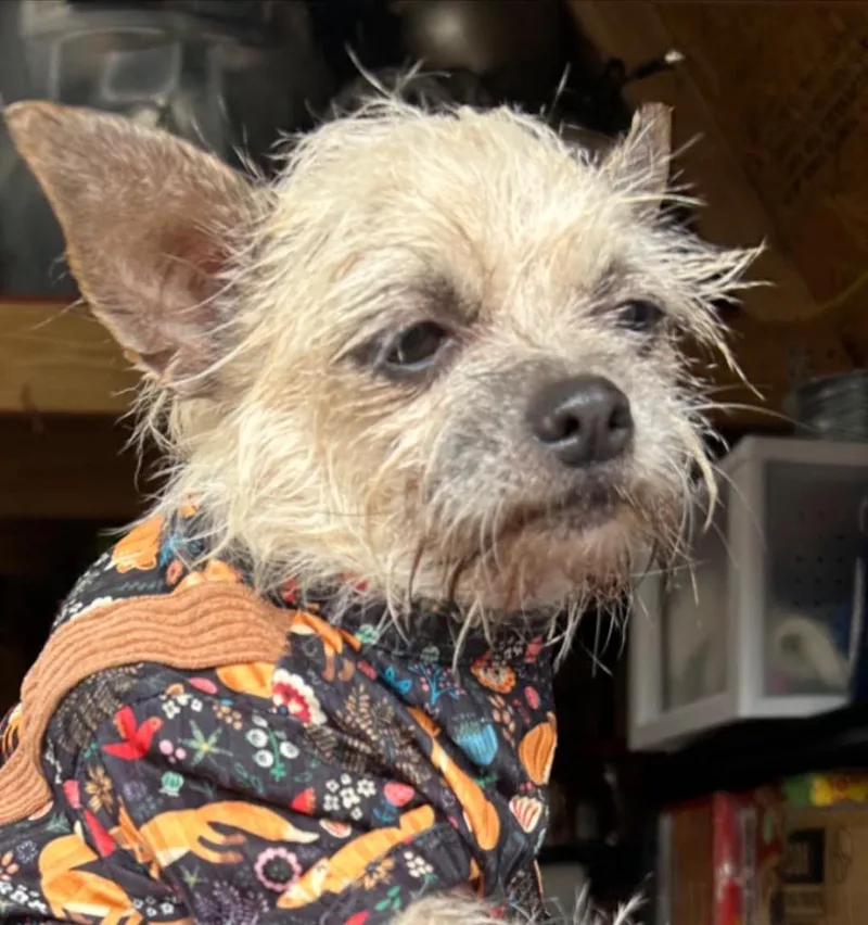A senior small-sized female Chihuahua dog named Rosalita for adoption in Lakeland, GA