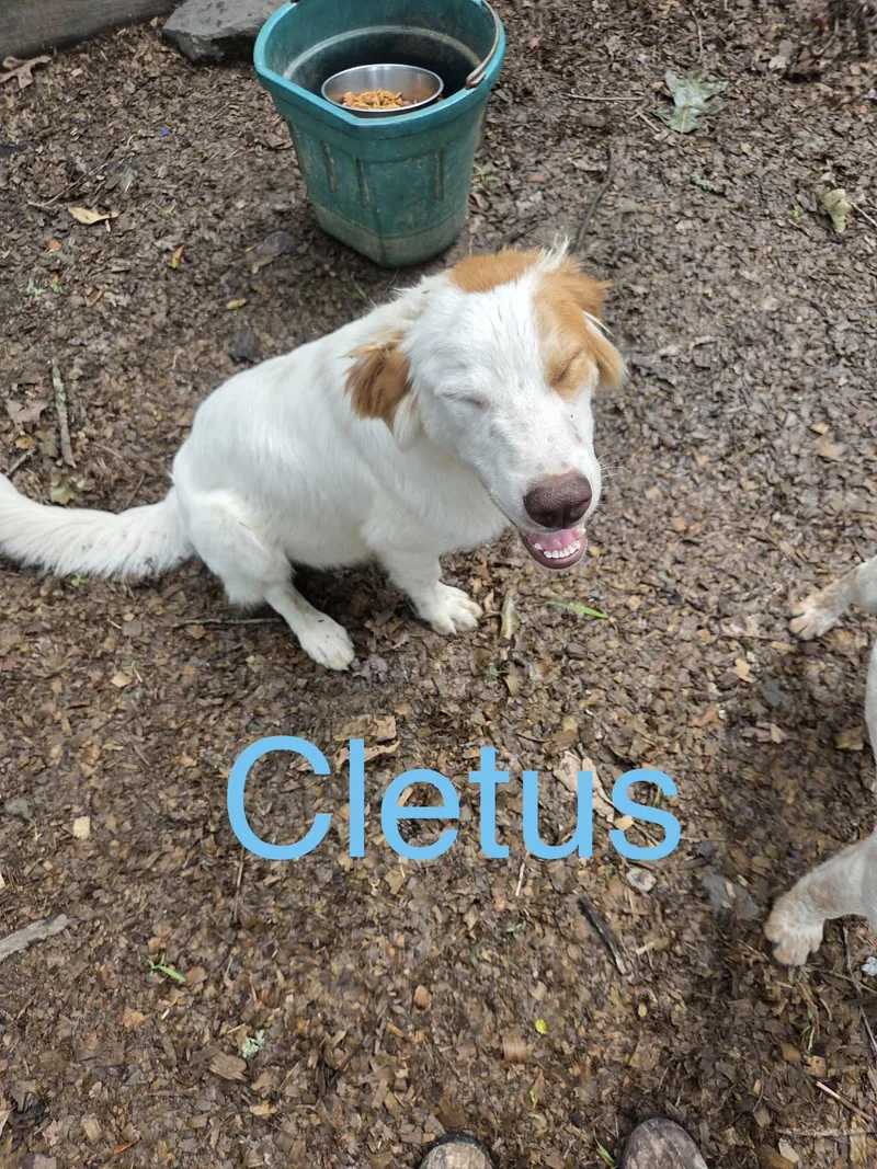A baby medium-sized male Australian Shepherd dog named Cletus for adoption in Zimmerman, MN