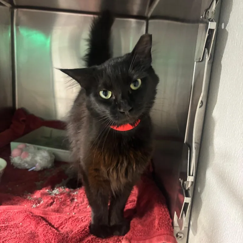 An adult medium-sized female Gray / Blue / Silver Domestic Medium Hair cat named Barbra for adoption in Tampa, FL