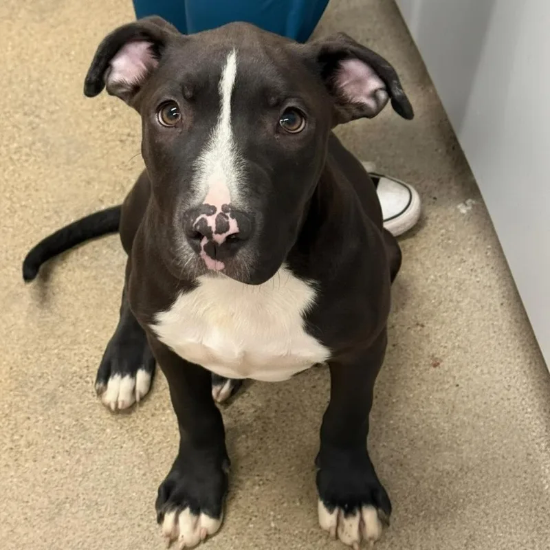 A young medium-sized male Black Mixed Breed dog named Charles for adoption in Elyria, OH