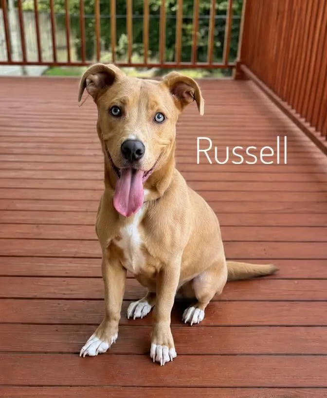 A young medium-sized male Golden Labrador Retriever dog named Russell for adoption in Slidell, LA