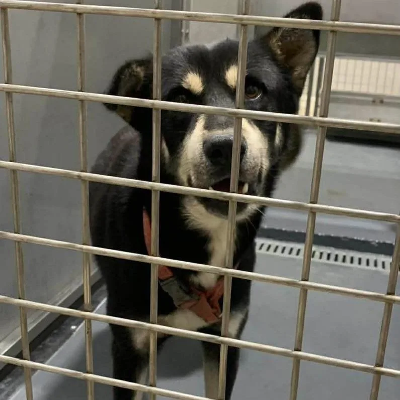 An adult small-sized male Black Husky dog named Joseph for adoption in Austin, TX