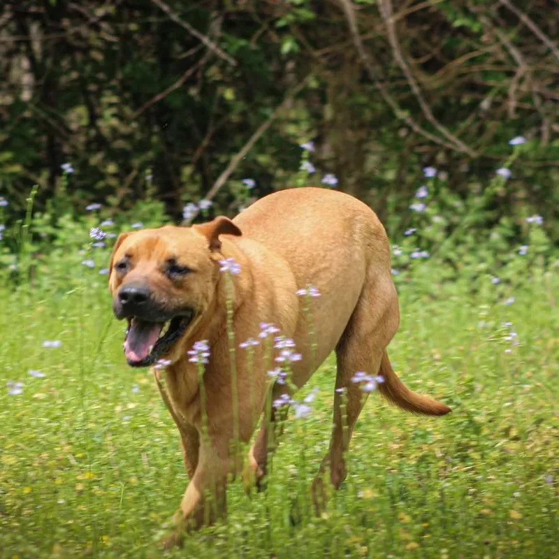 A young large-sized male Apricot / Beige Husky dog named Sage for adoption in St. George, SC
