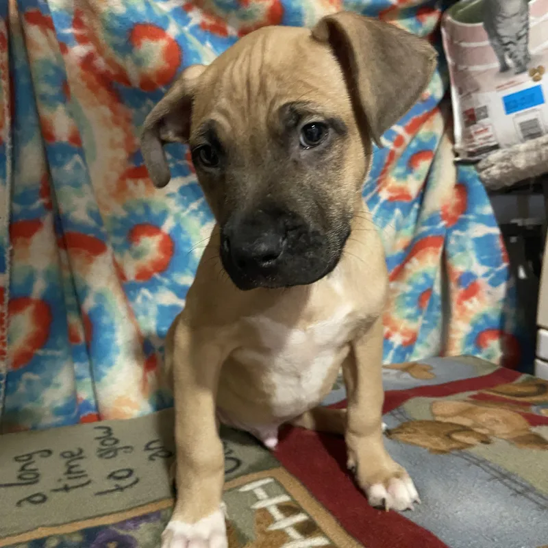 A young medium-sized male Brown / Chocolate Mixed Breed dog named Bilbo for adoption in Snyder, TX