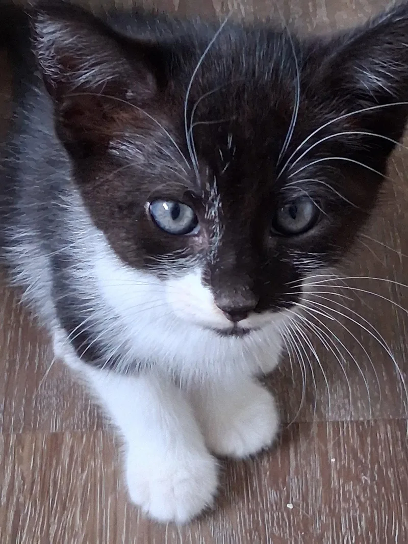 A baby medium-sized female Black & White / Tuxedo Domestic Short Hair cat named Bandito for adoption in Broomall, PA