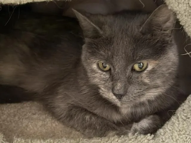 An adult medium-sized female Gray / Blue / Silver Domestic Short Hair cat named Little Louisa for adoption in Allegan, MI