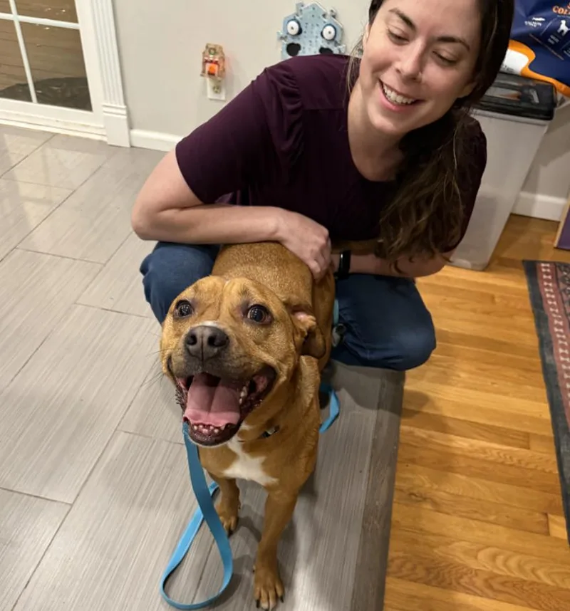A young medium-sized male Red / Chestnut / Orange Mixed Breed dog named Billy Bob for adoption in Franklin, TN