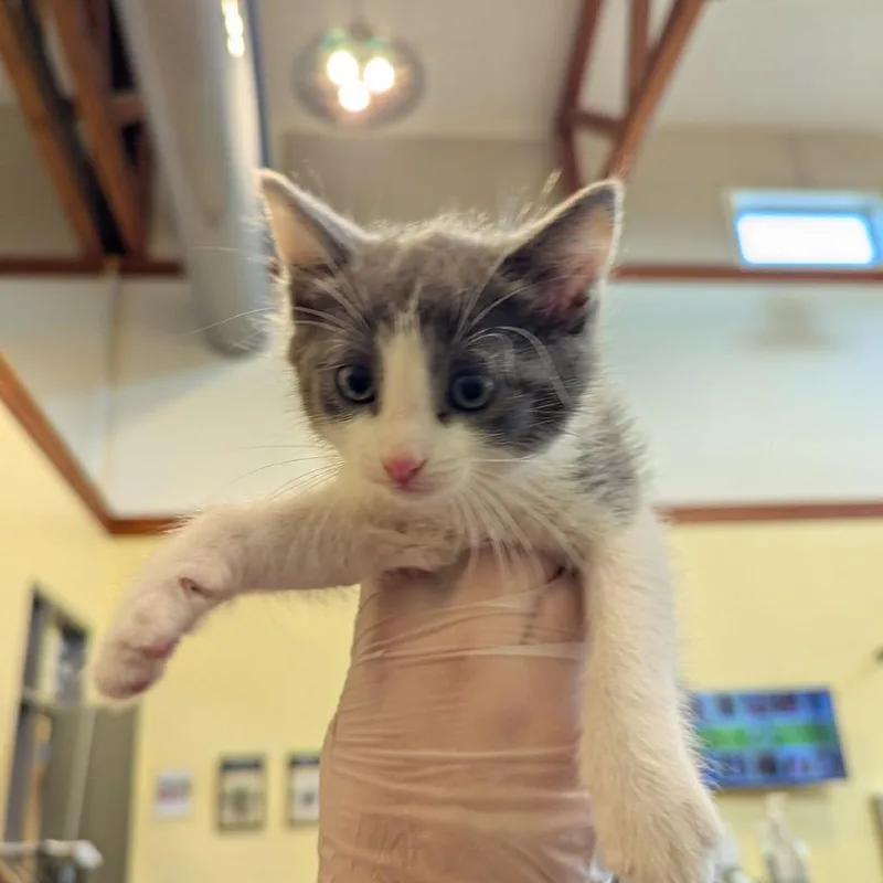 A baby small-sized female Gray / Blue / Silver Domestic Short Hair cat named Bonnie for adoption in Lynchburg, VA