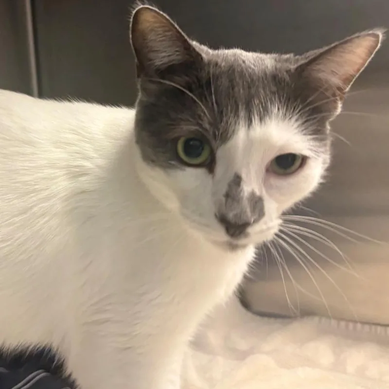 An adult medium-sized female Gray / Blue / Silver Domestic Short Hair cat named Maggie for adoption in East Hanover, NJ