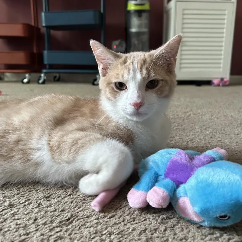 A young medium-sized male Orange / Red Domestic Short Hair cat named Boyardee for adoption in South Elgin, IL