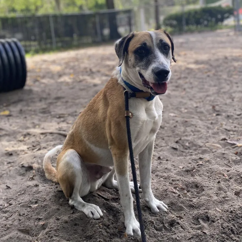 A senior large-sized male Hound dog named Brady for adoption in Gainesville, FL
