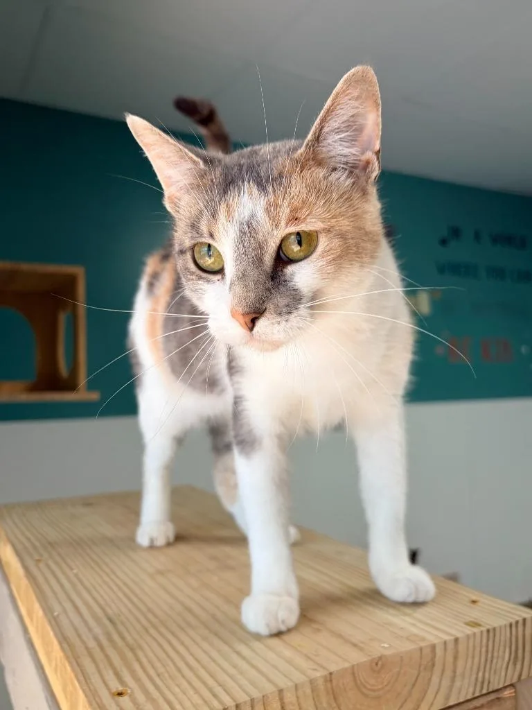 A young medium-sized female Domestic Short Hair cat named Harmony for adoption in Batesville, AR