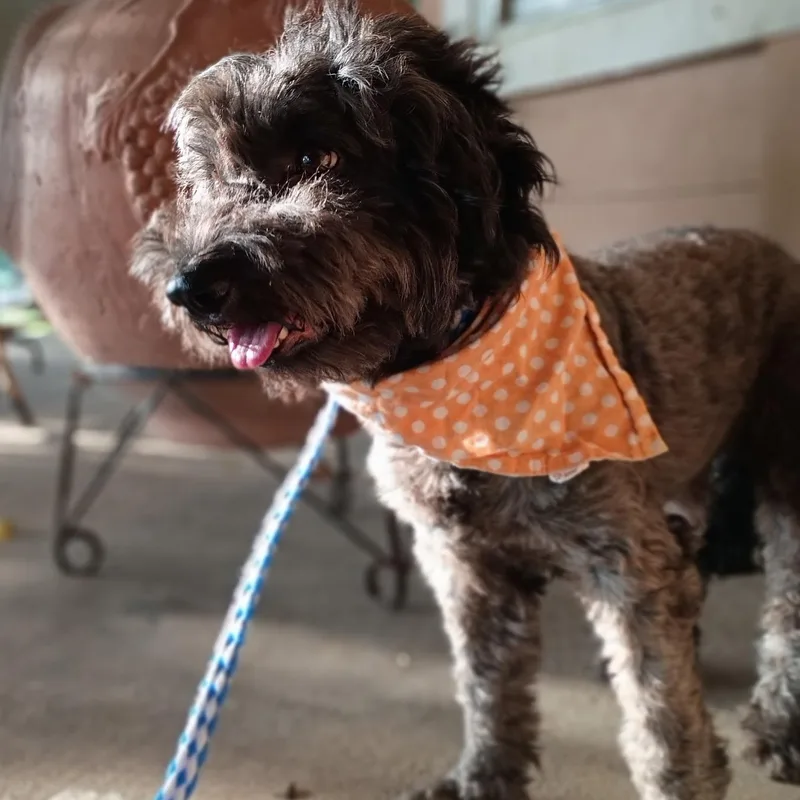 CHOCO — Who Needs thumbnail 5