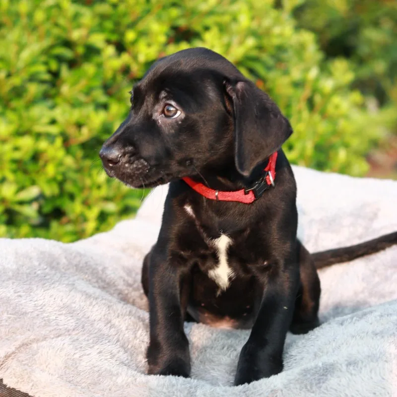 A baby small-sized male Black Labrador Retriever dog named CT Boudin for adoption in Eastford, CT