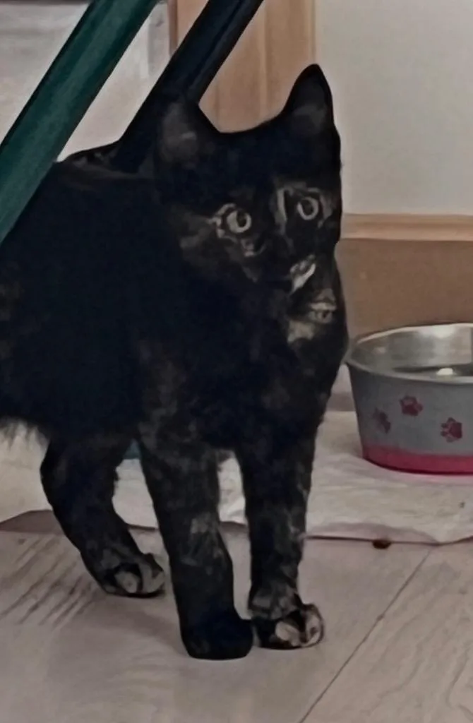 A baby medium-sized female Domestic Short Hair cat named Victoria for adoption in Wintersville, OH