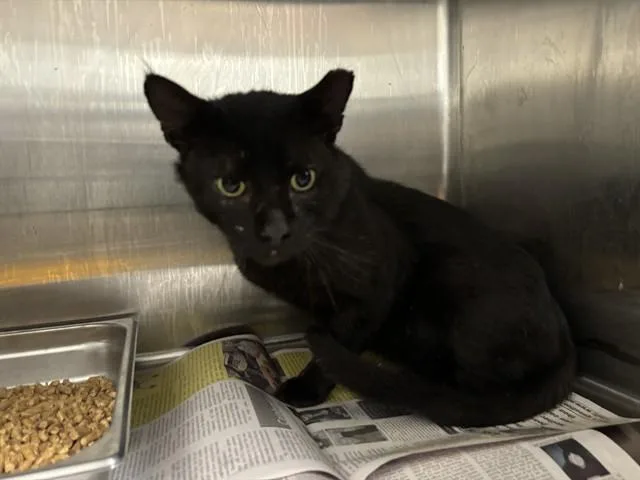 A senior medium-sized male Domestic Short Hair cat named Arondale for adoption in Garland, TX