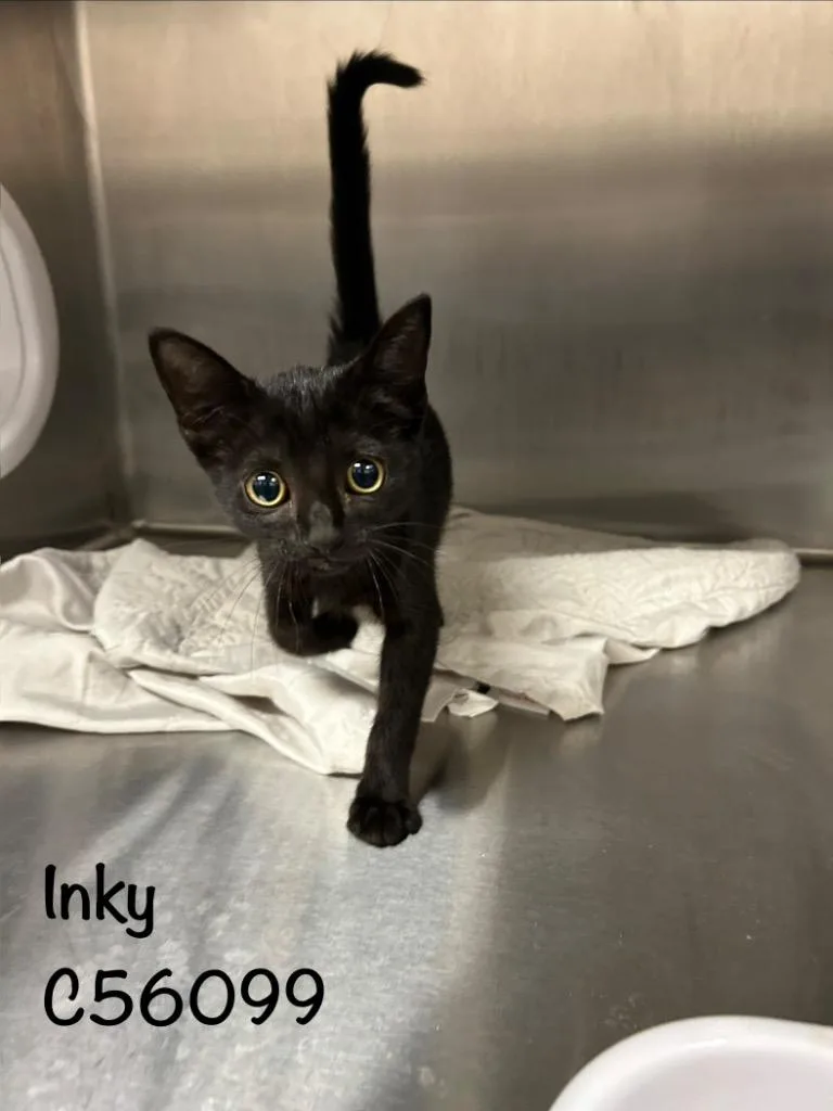 Inky