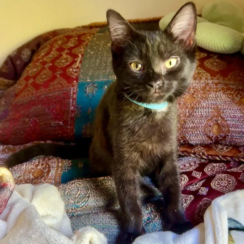 A baby small-sized male Black Domestic Short Hair cat named All Time Low for adoption in Richmond, VA