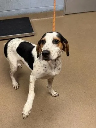 An adult medium-sized male Mixed Breed dog named Ironhaven for adoption in Chamblee, GA