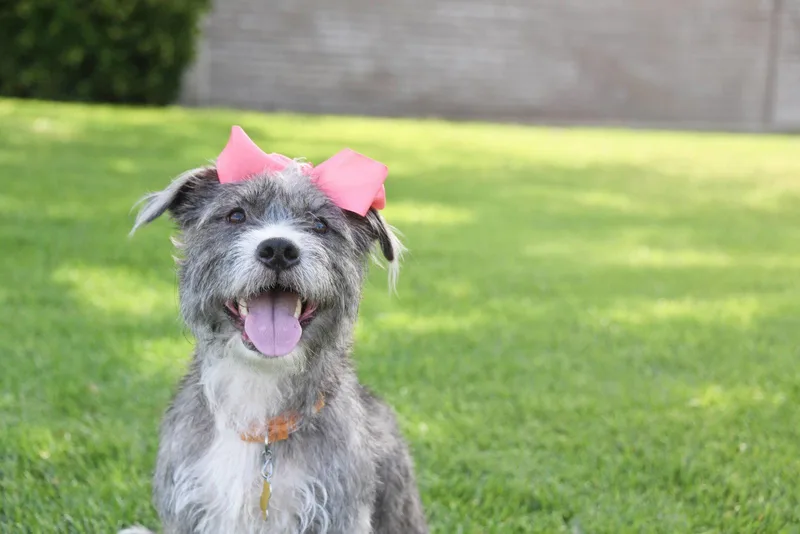 An adult small-sized female Terrier dog named Momma gray for adoption in Salt Lake City, UT