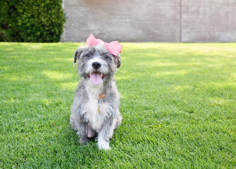 Momma gray thumbnail 3