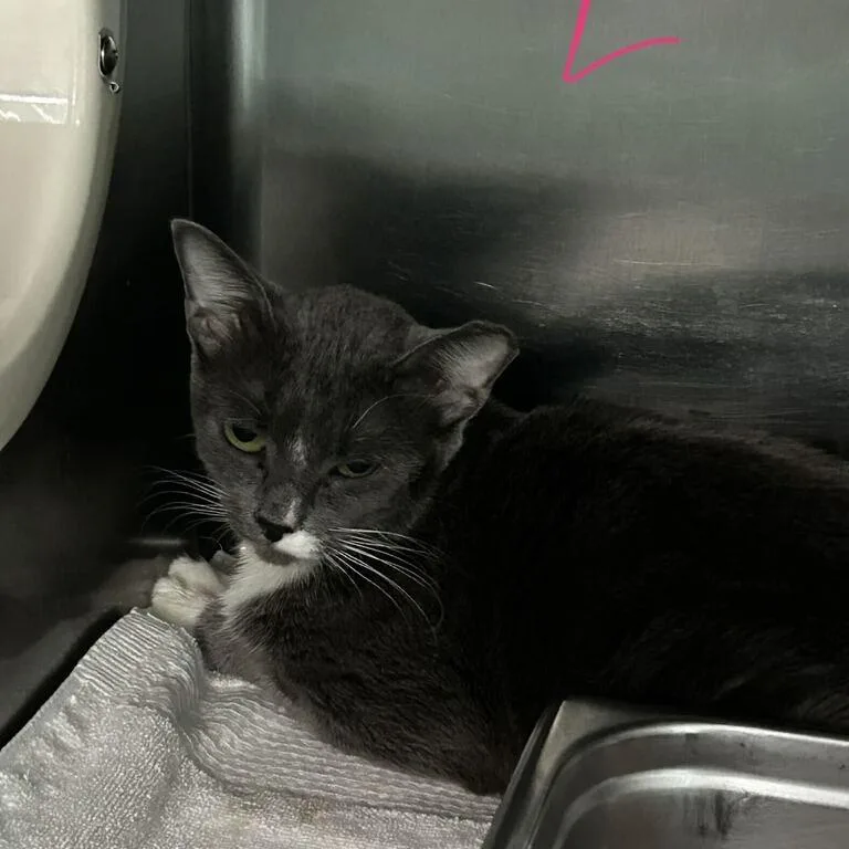 A young medium-sized female Gray / Blue / Silver Domestic Short Hair cat named Leandra for adoption in Spruce Pine, NC