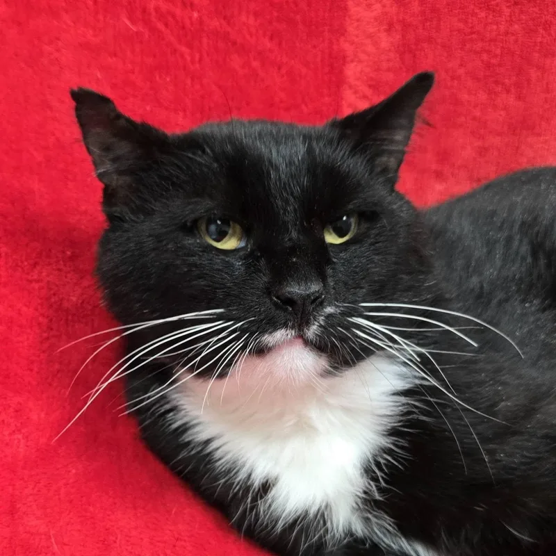 An adult large-sized male Domestic Short Hair cat named Larry for adoption in Frankfort, IN