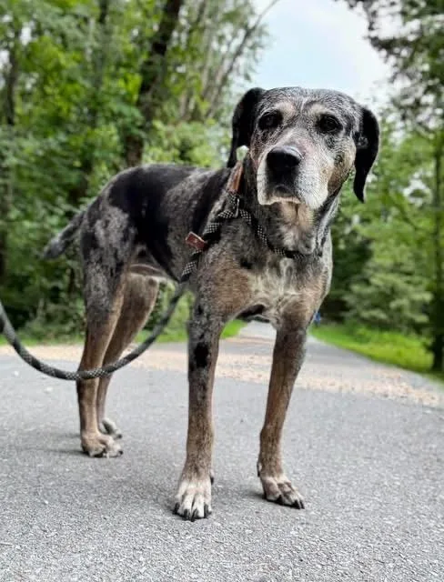 A senior large-sized female Catahoula Leopard Dog dog named MaLady for adoption in Waverly, TN