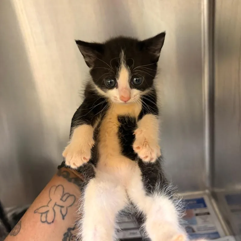 A baby small-sized female Black Domestic Short Hair cat named Glory for adoption in Mocksville, NC