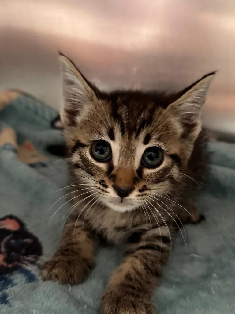 A baby small-sized male Domestic Short Hair cat named Palmetto for adoption in Labelle, FL