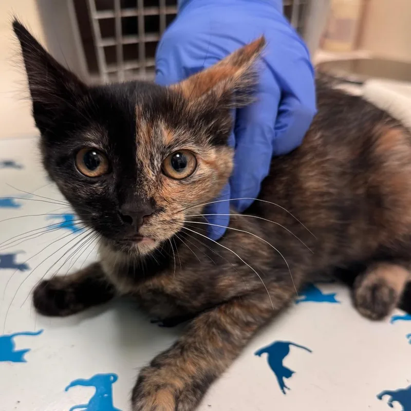 A young medium-sized female Domestic Short Hair cat named Emily for adoption in Lynchburg, VA
