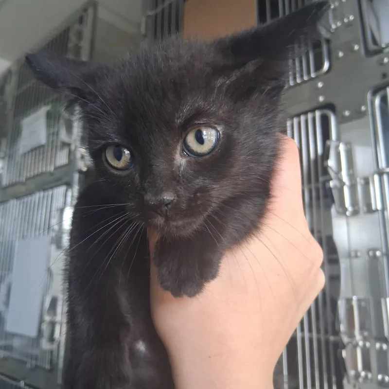 A baby small-sized male Black Domestic Short Hair cat named Charlie Jones for adoption in Fort Bragg, CA