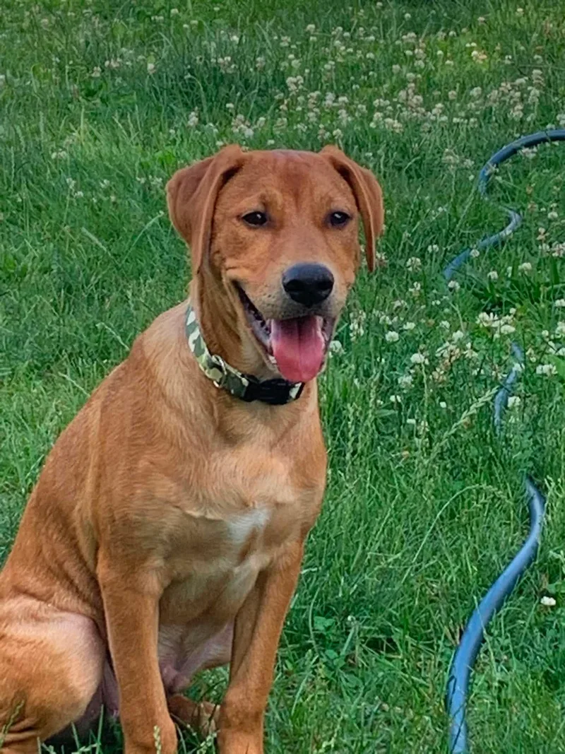 A baby medium-sized male Rhodesian Ridgeback dog named Benny for adoption in Carmel, NY